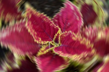 Radial Blurry Colored Floral Background Of Coleus. Art Image. Spring Season Concept. Defocused.