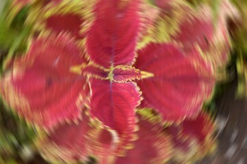 Radial Blurry Colored Floral Background Of Coleus. Art Image. Spring Season Concept. Defocused.