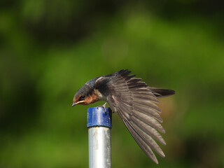 Swallow spreading its wing like stretching in the park in Singapore
