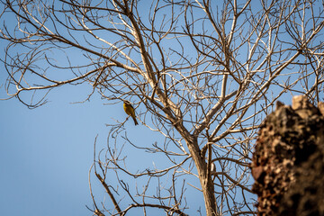 Pájaro posado en la rama de un árbol.