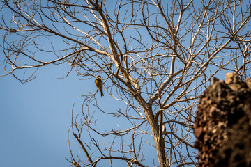 Pájaro posado en la rama de un árbol.