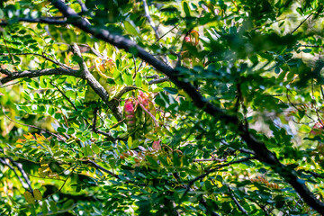 Caesalpinia spinosa pertenece a la familia Fabaceae.