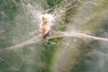 Araña tejiendo su tela en un arbusto.