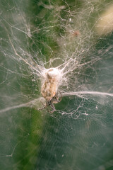 Araña tejiendo su tela en un arbusto.