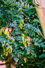 Caesalpinia spinosa pertenece a la familia Fabaceae.