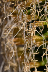Echium decaisnei pertenece a la familia Boraginaceae.