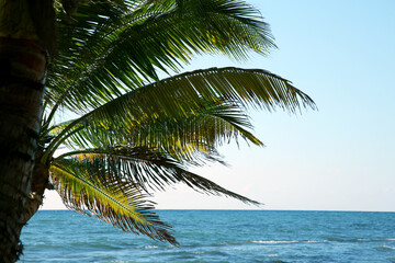 Fototapeta na wymiar Beautiful palm tree with green leaves near sea