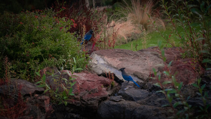 2 little blue birds