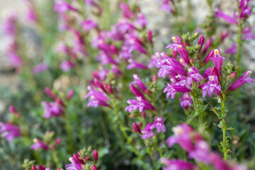 Fototapeta premium Vibrant Penstemon Flowers on bush in summer in Sequoia