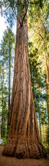 Vertical Panorama of Sequoia Tree Trunk