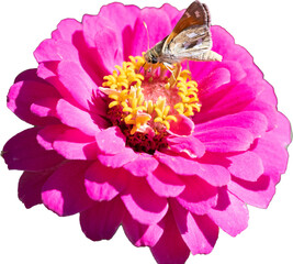 Pink Zinnia flower closeup with a Boardered Patch butterfly. 