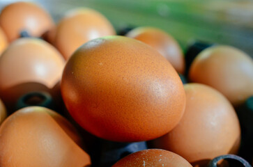 chicken eggs close up