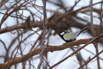 冬毛に覆われたシジュウカラ