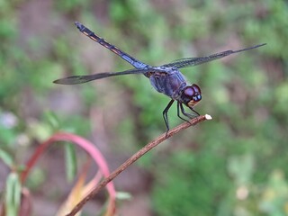 dragonfly on a branch