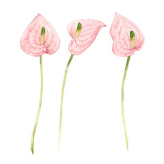 Beautiful floral stock illustration with hand drawn watercolor anthurium flowers. Clip art.