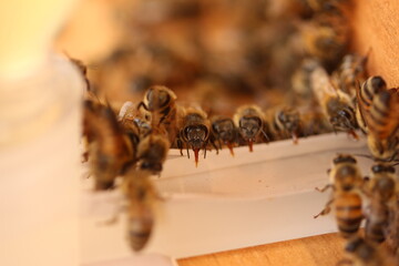 Apismelifera