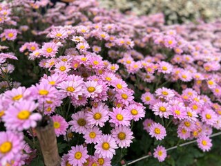 Fototapeta premium close up of pink chrysanthemums flowers, selective focus