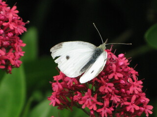 butterfly on flower