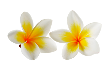 Frangipani flower isolated on transparent png