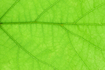 Fototapeta na wymiar close up on green leaf texture background