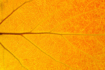 close up on yellow leaf texture background