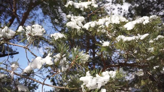 Snow-covered pine branches in the forest
