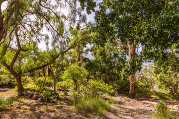 Árboles en el Puerto de la Cruz.