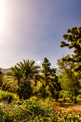 Obraz premium Paisaje en el Puerto de la Cruz.