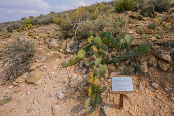 Prickly pear cactus (Opuntia genus) in the middle of desert