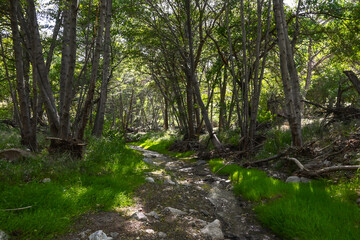 Fototapeta na wymiar Elizabeth Lake Creek, Angeles National Forest