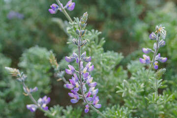 Wildflowers close-up. Silver Lupine (Lupinus argenteus) in bloom, silvery-green leaves line the stems, and violet, pea-like flowers.