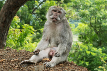 Wild monkey sitting quietly on the ground. Close-up