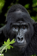 Obraz premium Mountain Gorilla Silverback Alpha-Male face