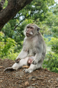 Wild monkey sitting quietly on the ground. Close-up