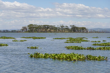 Kenya - Lake Naivasha - Sanctuary Farm - Boat View - Unusual Trees and Birds