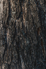 Bark of a tree