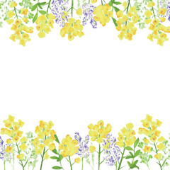 水彩画。菜の花の装飾ベクターイラストフレーム。水彩タッチの菜の花背景。Watercolor painting. Rape blossoms decoration vector illustration frame. Rape blossoms background with watercolor touch.