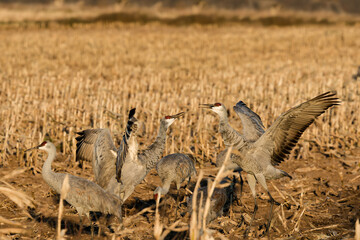   Two sandhill cranes on the field in fight