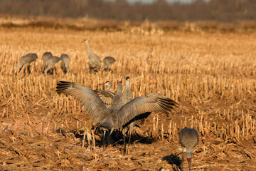 Fototapeta na wymiar Two sandhill cranes on the field in fight