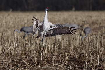 Dancing Sandhill crane (Antigone canadensis)  a few days before the flight to the south.
