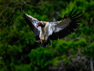 King Vulture in flight landing, portrait against  green trees in Costa Rica