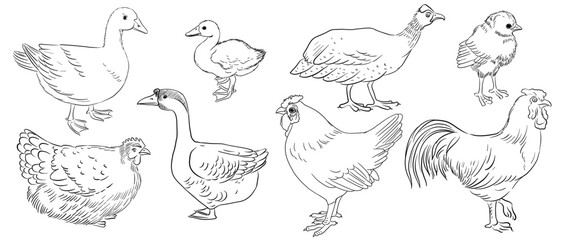 vector drawing sketch of domestic birds, hand drawn chicken,rooster,goose and turkey, isolated nature design elements
