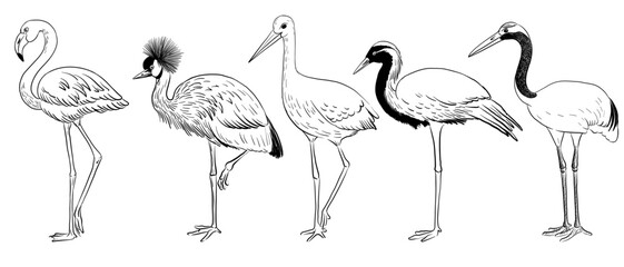 vector drawing sketch of birds, flamingo, stork and cranes, hand drawn illustration , isolated nature design element