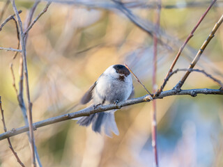 Cute bird the willow tit, song bird sitting on a branch without leaves in the winter.