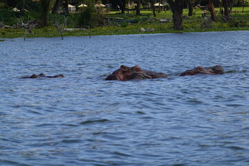 Fototapeta premium Kenya - Lake Naivasha - Sanctuary Farm - Boat View - Hippo