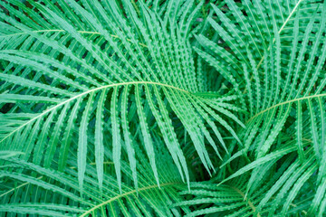 Tropical green palm leaves close-up, texture and natural background.