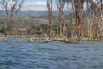 Kenya - Lake Naivasha - Sanctuary Farm - Boat View - Submerged Trees and Various Birds