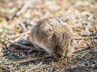 A closeup of a Common vole, Microtus arvalis, on the ground with a blurry background