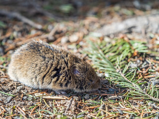 A closeup of a Common vole, Microtus arvalis, on the ground with a blurry background