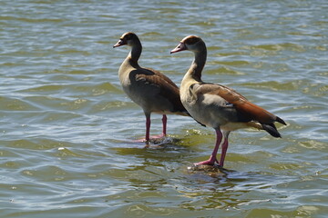 Kenya - Lake Naivasha - Sanctuary Farm - Boat View - Ducks